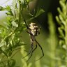 Black and Yellow Argiope - Photo by Doug Kimball
